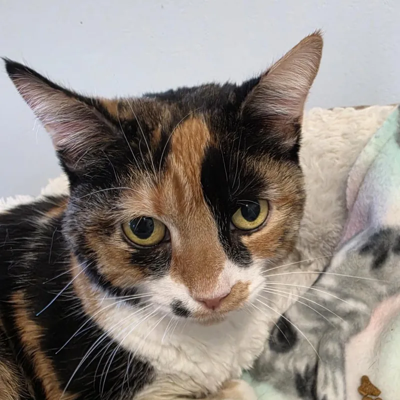 Tabbie aka Tabitha