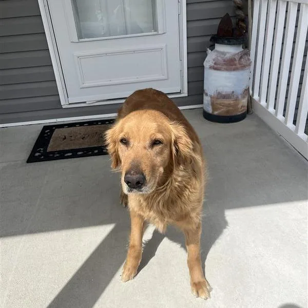 An adult large-sized female Golden Golden Retriever dog named Blanche Devereaux for adoption in Windsor, VA