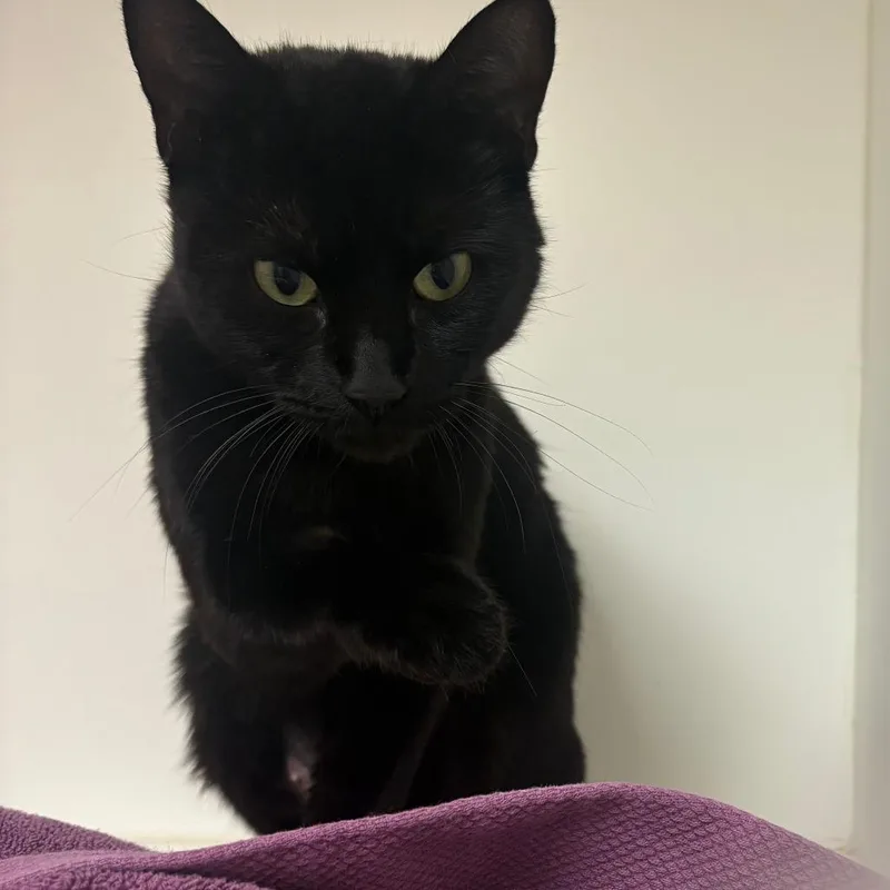 An adult medium-sized female Black Domestic Short Hair cat named Aurora for adoption in Philadelphia, PA