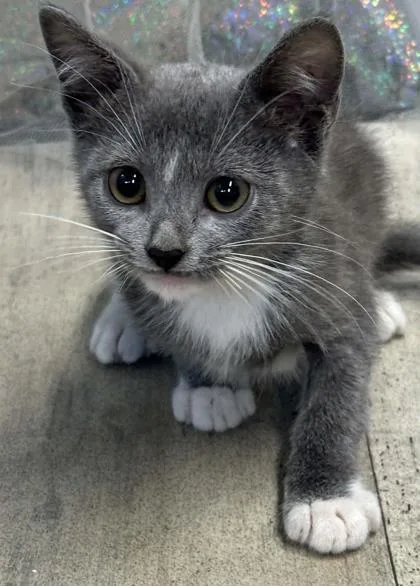 An adult small-sized male Domestic Short Hair cat named Lucky Charms for adoption in Shreveport, LA