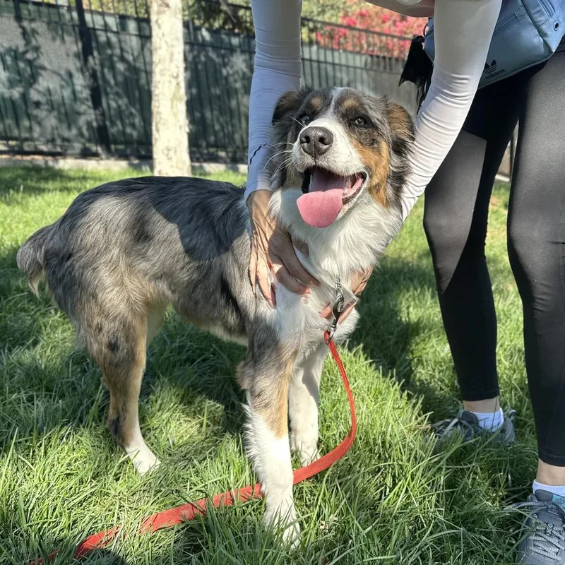 A young medium-sized female Gray / Blue / Silver Australian Shepherd dog named Molly ECAS for adoption in Pleasanton, CA