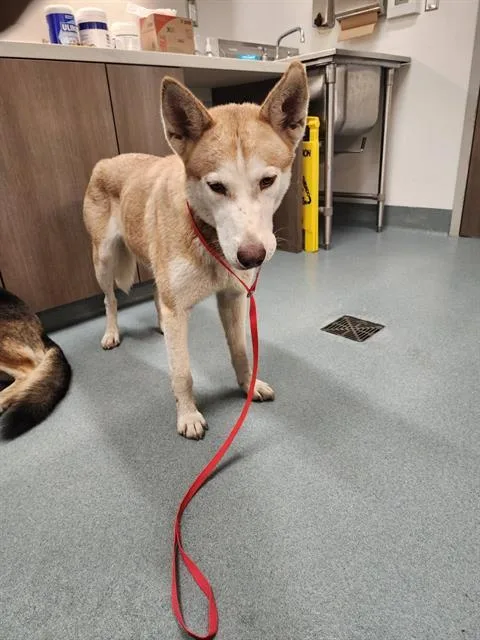 A young medium-sized female Siberian Husky dog named Quin for adoption in Baytown, TX