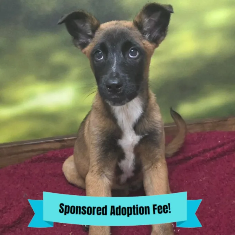 A baby small-sized male Brown / Chocolate Shepherd dog named Dylan for adoption in Novelty, OH