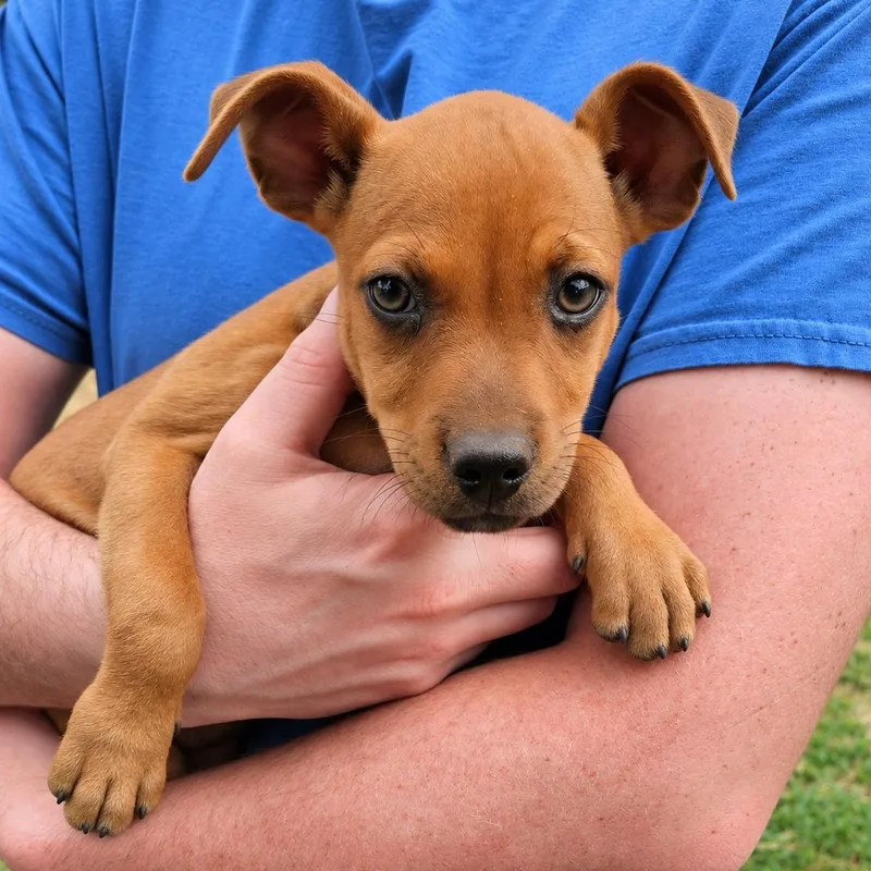 A baby small-sized female Red / Chestnut / Orange Terrier dog named Hot Coco for adoption in Chatham, NJ