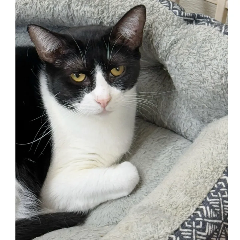 Penelope thumbnail 2