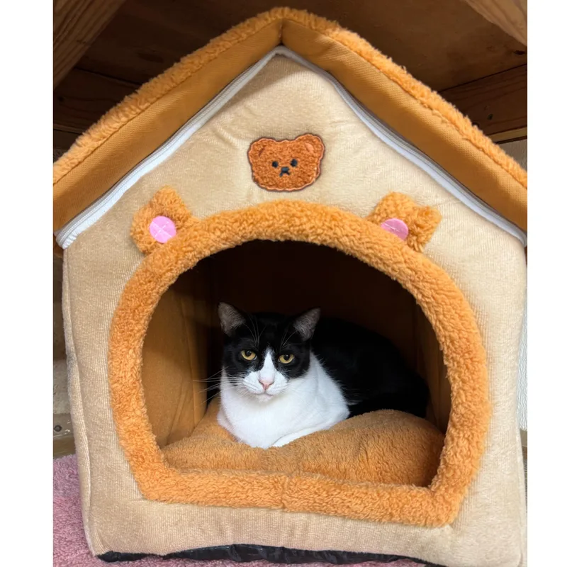 Penelope thumbnail 3