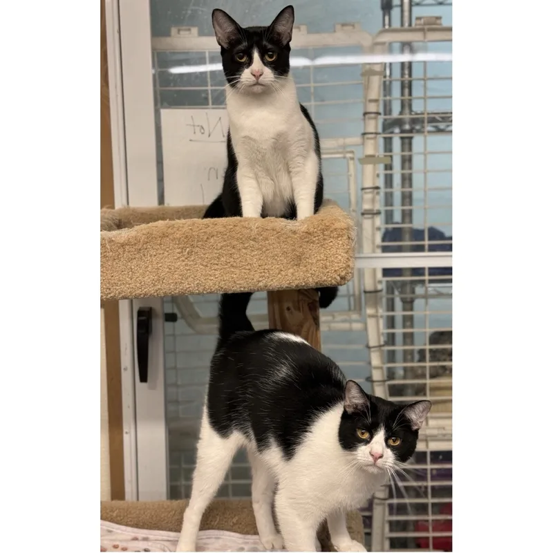 Penelope thumbnail 4