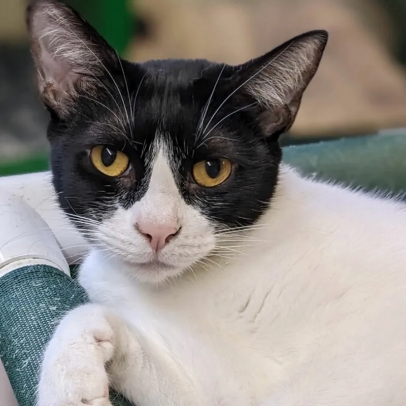 Penelope thumbnail 5