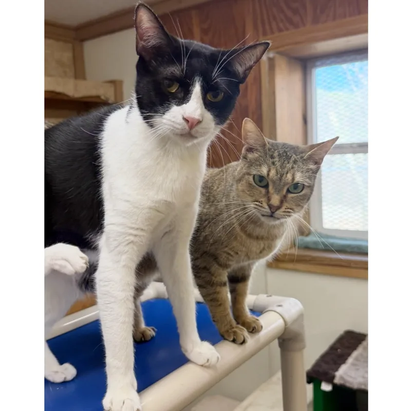 Penelope thumbnail 6