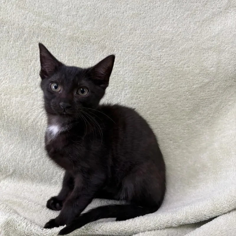 A baby small-sized male Black Domestic Short Hair cat named Saja Meet me at for adoption in Buffalo, MN