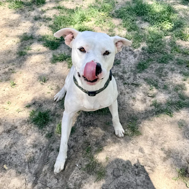 An adult large-sized male White / Cream Pit Bull Terrier dog named Prince for adoption in Albany, MO
