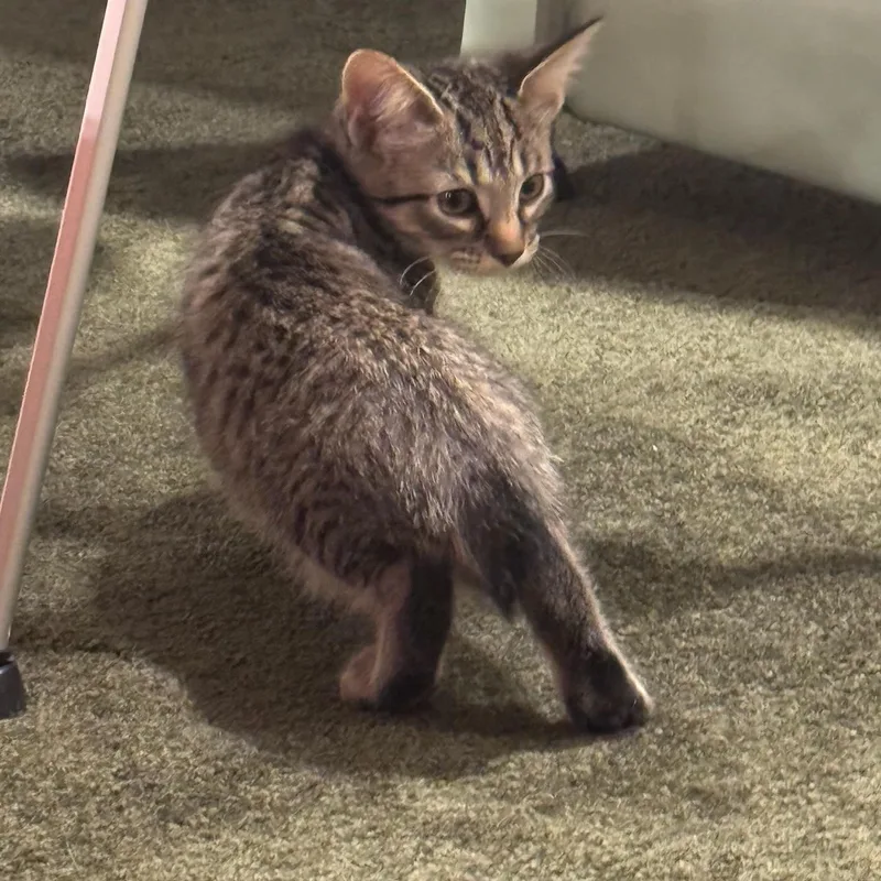 A baby medium-sized male Tabby (Brown / Chocolate) Domestic Short Hair cat named Tofu for adoption in Warrior, AL