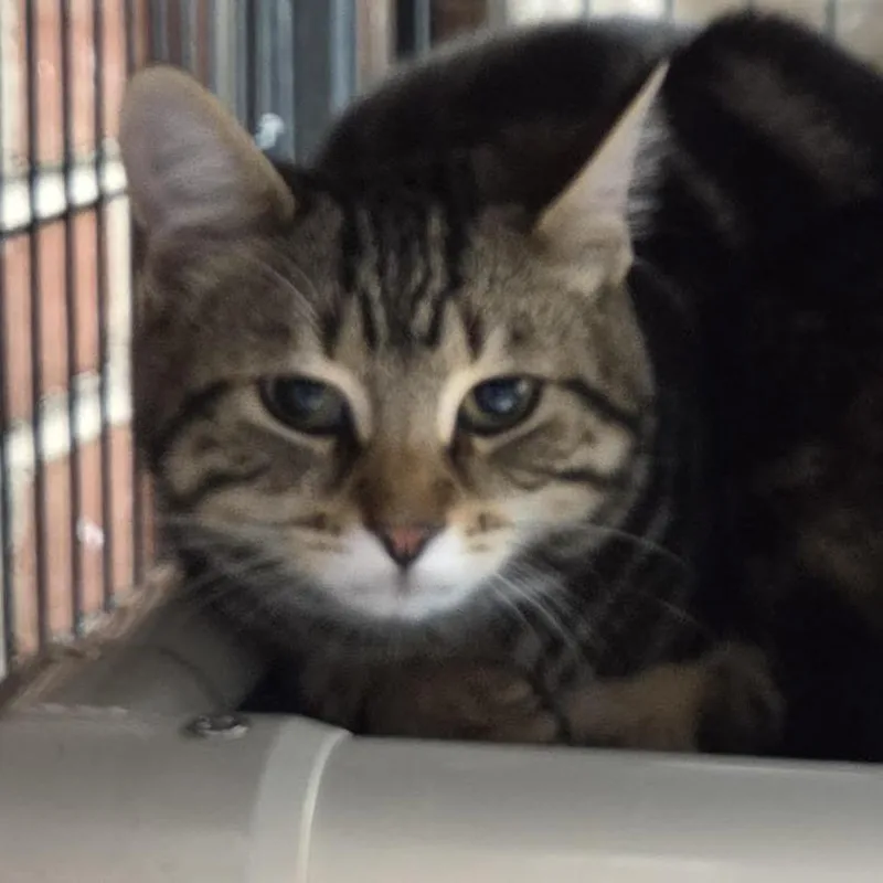 A young medium-sized male Gray / Blue / Silver Domestic Short Hair cat named Derek for adoption in Camden, DE