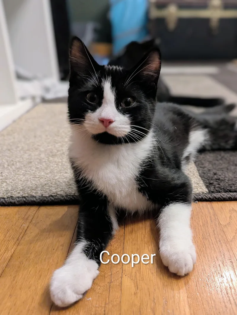 A baby small-sized male Tuxedo cat named Mason for adoption in North Billerica, MA