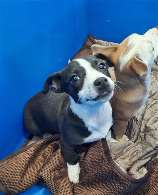 A baby large-sized female Mixed Breed dog named Desdemona for adoption in Dallas, TX