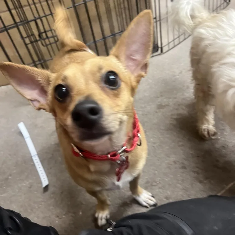 An adult small-sized male Yellow / Tan / Blond / Fawn Chihuahua dog named Diego for adoption in Las Vegas, NV