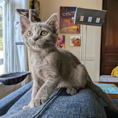 A baby small-sized female Gray / Blue / Silver Domestic Short Hair cat named Jupiter for adoption in Chattanooga, TN