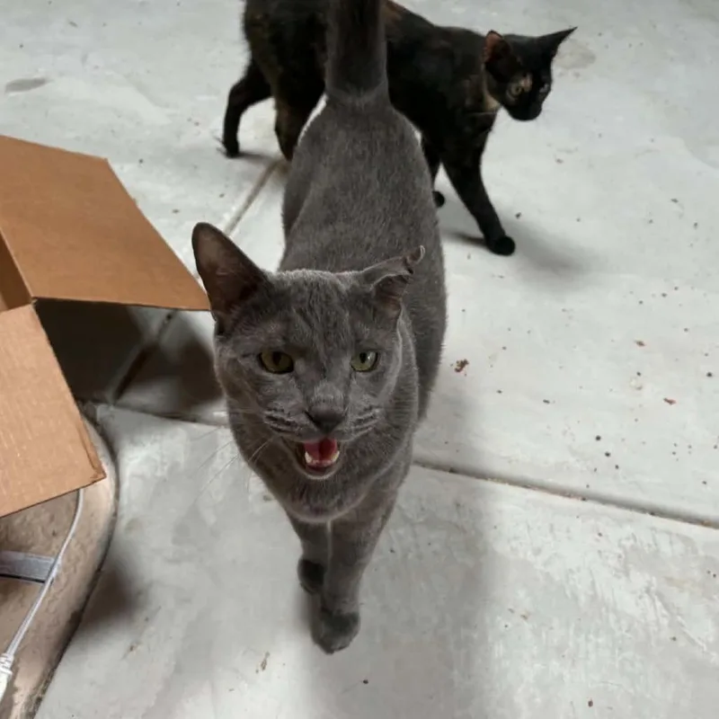 An adult small-sized male Gray / Blue / Silver Domestic Short Hair cat named Mojo for adoption in Las Cruces, NM