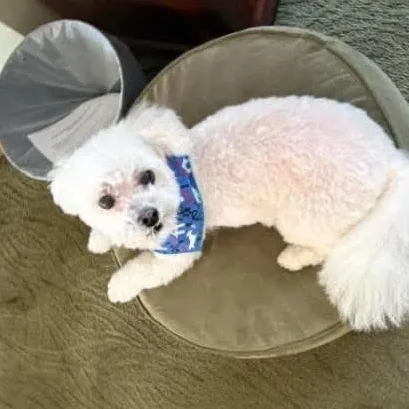 A senior small-sized male White / Cream Bichon Frise dog named Oliver for adoption in Union Grove, WI
