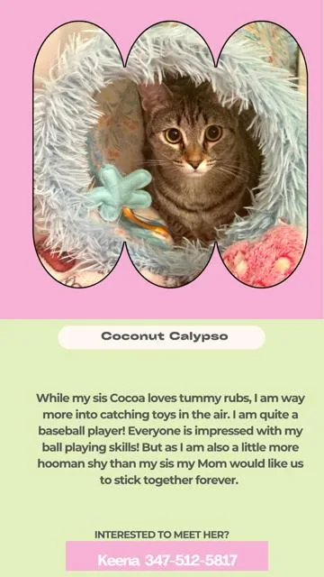 Coconut Calypso