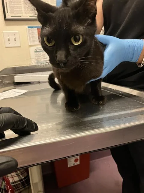 A young small-sized female Domestic Short Hair cat named Dahlia for adoption in Long Beach, CA