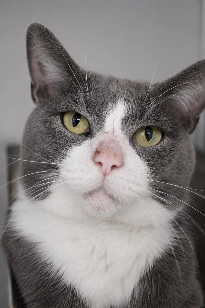 An adult medium-sized male Domestic Short Hair cat named Chip for adoption in Moundsville, WV