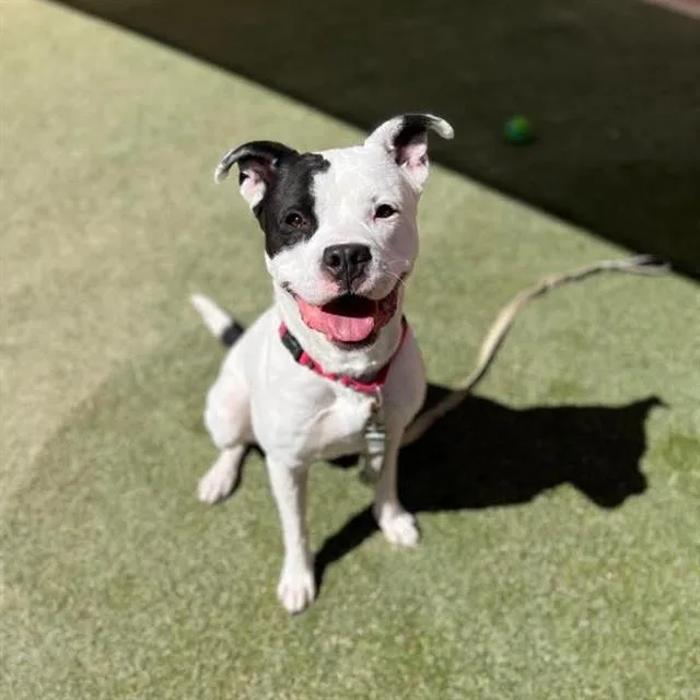 A young large-sized male Pit Bull Terrier dog named Bagel for adoption in Las Vegas, NV