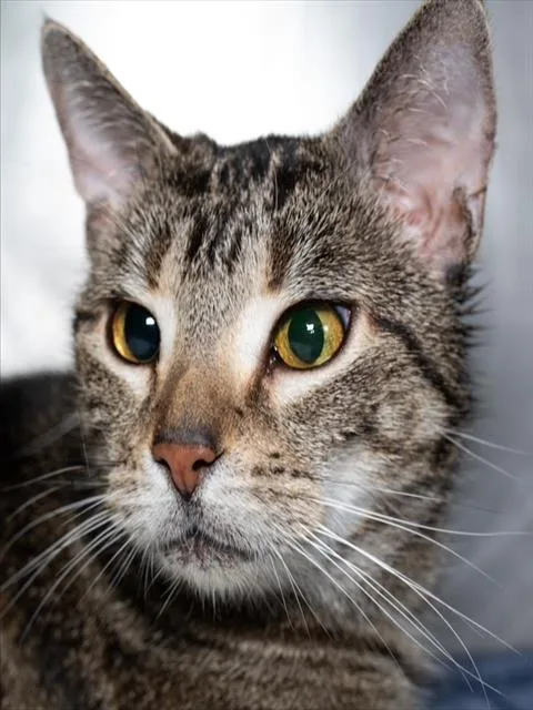 An adult medium-sized female Domestic Short Hair cat named Shab for adoption in Boston, MA