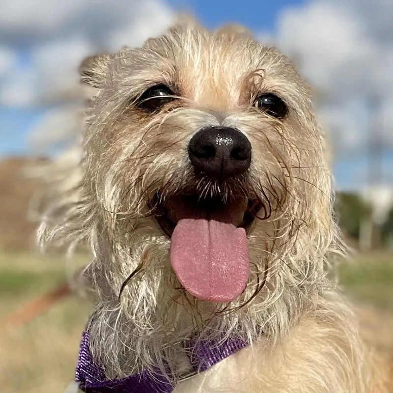 An adult small-sized female Yellow / Tan / Blond / Fawn Mixed Breed dog named Lee Lee for adoption in Leander, TX