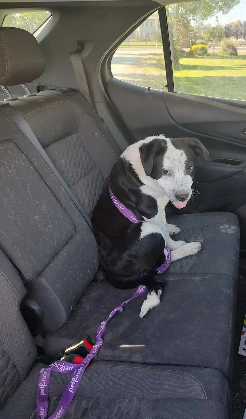A young medium-sized male Black Border Collie dog named Parsley for adoption in Hollister, CA