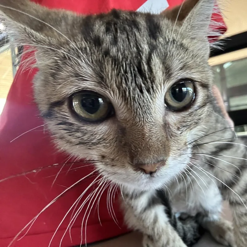 A baby small-sized male Black Domestic Short Hair cat named Apollo for adoption in Leander, TX