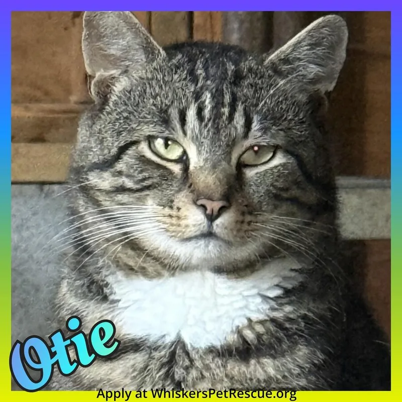 An adult large-sized male Domestic Short Hair cat named Otie for adoption in Southbury, CT