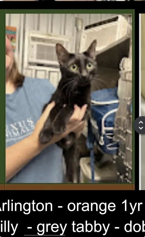 An adult medium-sized female Black Domestic Short Hair cat named Fiona for adoption in Lafayette, CO