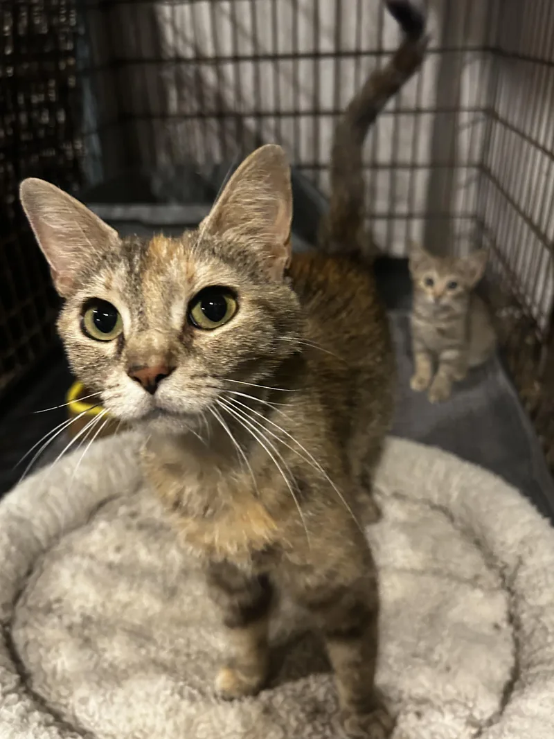A young medium-sized female Torbie Domestic Short Hair cat named Paris for adoption in Baltimore, MD