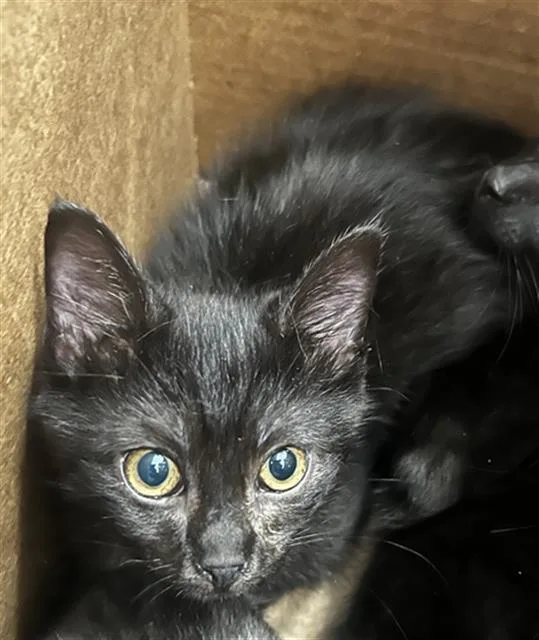 A baby medium-sized male Domestic Long Hair cat named Onyx for adoption in Dallas, TX