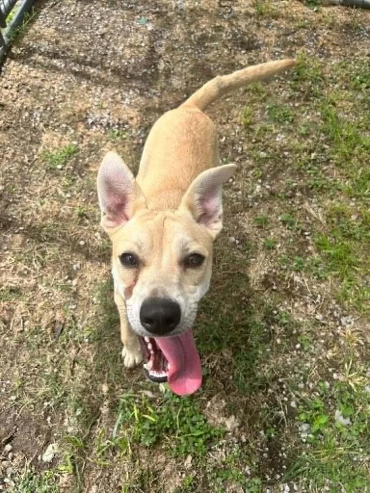 A baby medium-sized male Brown / Chocolate Mixed Breed dog named Theodore for adoption in Scott, LA