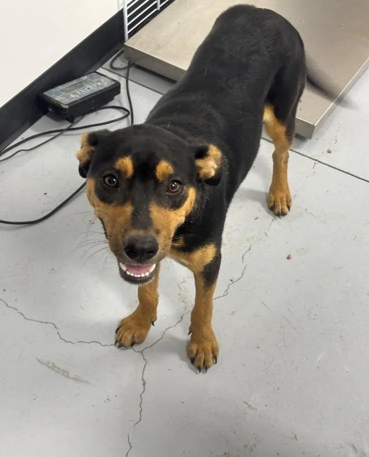 A young medium-sized female Rottweiler dog named Princess for adoption in McFarland, CA