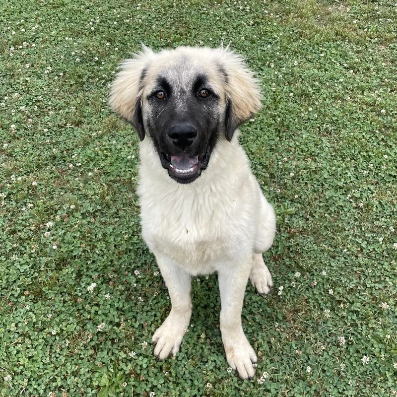 A young medium-sized male White / Cream Mixed Breed dog named Waldo for adoption in Chattanooga, TN