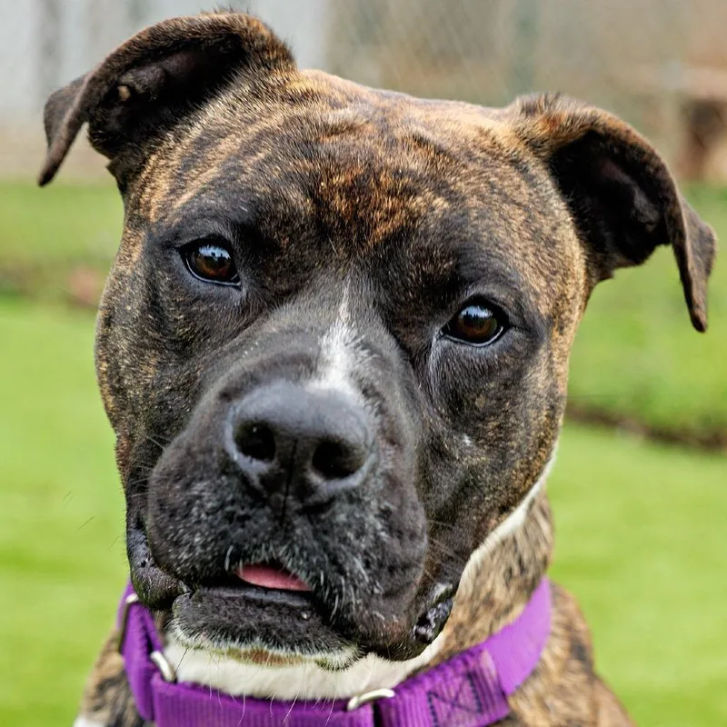 Princess Fiona thumbnail 2