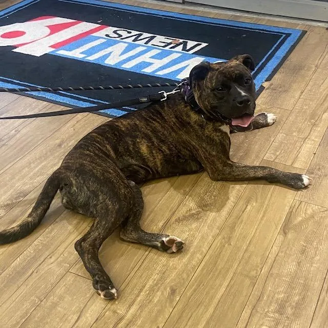 Princess Fiona thumbnail 3