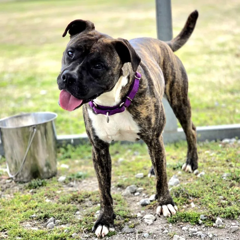 Princess Fiona thumbnail 4