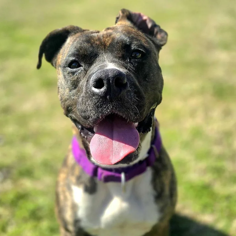 Princess Fiona thumbnail 6