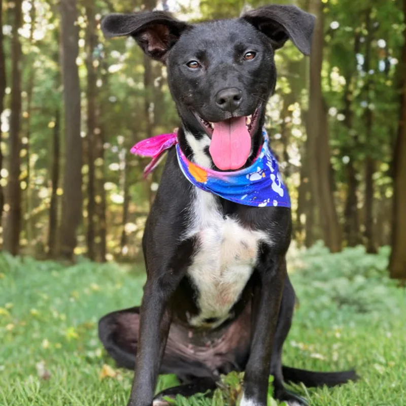 A young medium-sized female Black Pointer dog named Dahlia for adoption in Madisonville, TX