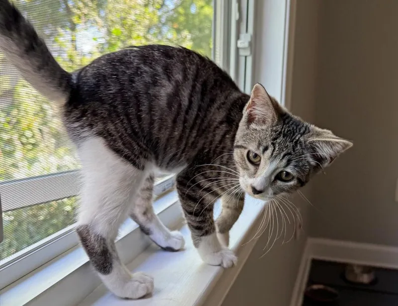 A baby small-sized female Domestic Short Hair cat named Rockette for adoption in Silver Spring, MD