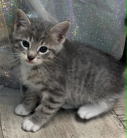 An adult small-sized male Domestic Short Hair cat named Macadamia Nut for adoption in Shreveport, LA