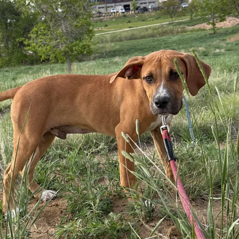 A baby medium-sized male Boxer dog named Graham for adoption in Parker, CO
