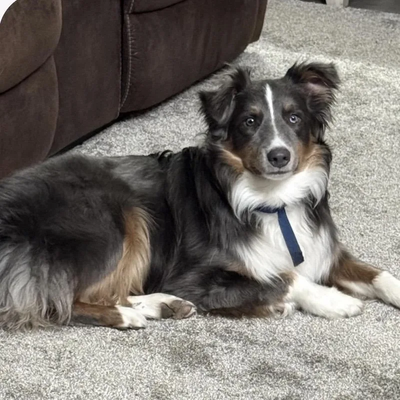 A young medium-sized male Australian Shepherd dog named Steele for adoption in Louisburg, KS