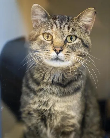 An adult large-sized male Domestic Short Hair cat named Conrad for adoption in Pequot Lakes, MN