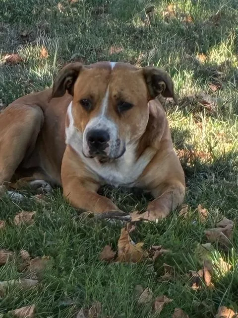 A young large-sized male Pit Bull Terrier dog named Leodore Lionheart for adoption in Stockton, CA