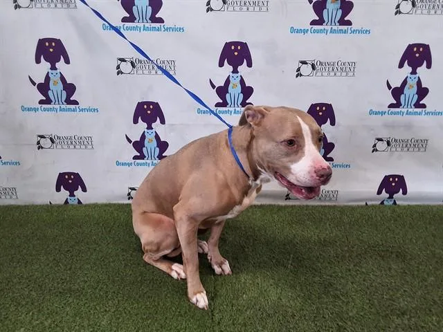 An adult large-sized female Pit Bull Terrier dog named Gia for adoption in Orlando, FL